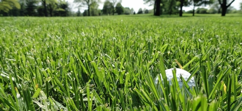 Cỏ Perennial Ryegrass mọc thành từng khối dài