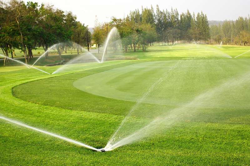 Trên sân golf có nhiều loại cỏ khác nhau
