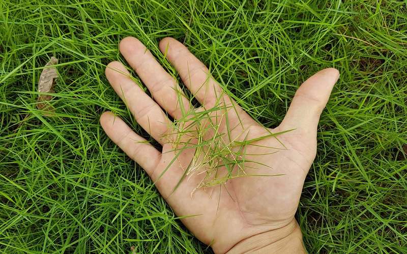 Cỏ Bentgrass được sử dụng ở hầu hết các sân golf tại Việt Nam
