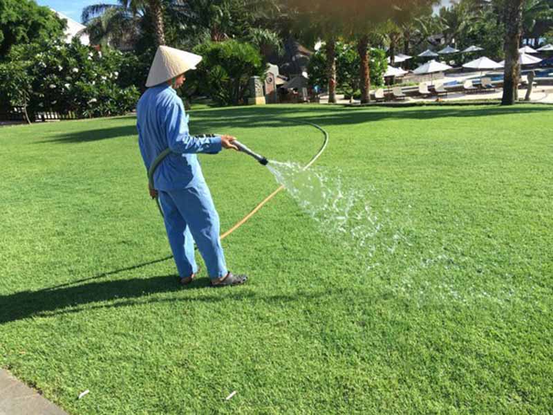 Kỹ thuật trồng thảm cỏ sân golf gồm 5 bước đơn giản