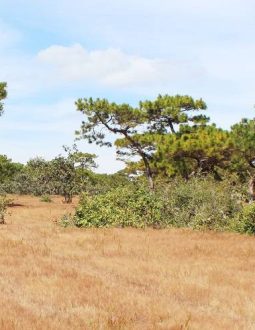 Sân Golf Gia Lai - Địa Điểm “Lấy Lòng” Cả Những Golfer Khó Tính