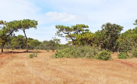 Sân Golf Gia Lai - Địa Điểm “Lấy Lòng” Cả Những Golfer Khó Tính