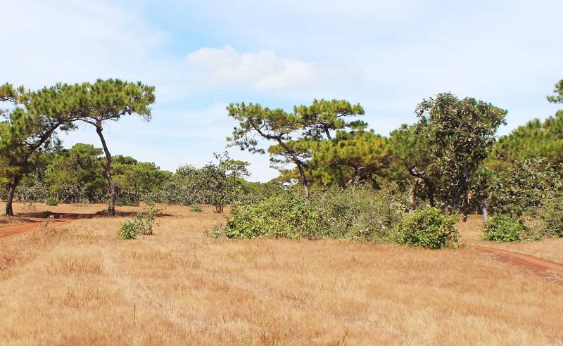 Vị trí sân gây ấn tượng với hầu hết golf thủ